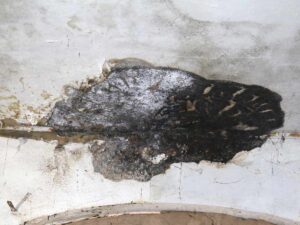 Trockener Kellerschwamm